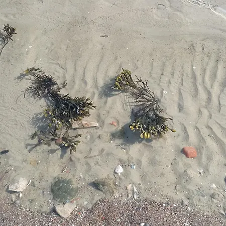 Ebsen Hh 2 Штайнберг